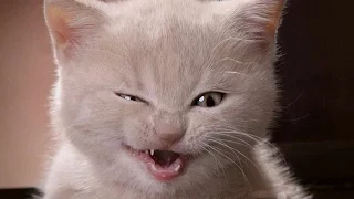 Funny cat videos 2015-funniest videos cat[shortest]