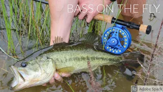Fly Fishing for Bass - Caught TOAD that BROKE me off!
