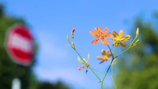 Flower relaxing video