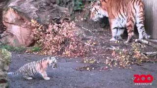 Tigerunger på opdagelse i anlæg | Copenhagen Zoo