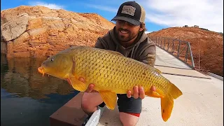 Chasing GIANT Fish in the Middle of the Desert!! (Catch & Cook)