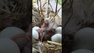 Zebra finches first egg hatches!!