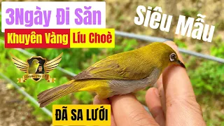 Đã Bẫy Được Khuyên Vàng Líu Choè Bộ Dáng Đẹp Sau 3 Ngày Vất Vả - Pleci Bird Trap Funny | KTB