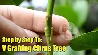 V Grafting Citrus Tree Step by Step