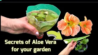 Secrets of Aloe vera for your garden | Use of aloe vera in gardening