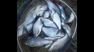 Рыбалка на реке с сильным течением, или ловля белоглазки на Оке на фидер весной