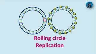 Rolling Circle Replication | Molecular Biology | Bio-Matters