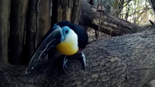 Toekan Zoo Duisburg