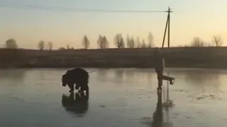 Медведь катает  человека на коньках по льду озера в Ярославской области