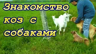 Знакомство коз с собаками