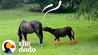 Senior Donkey Can't Stop Biting His Brother's Butt | The Dodo