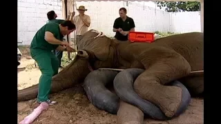 ASÍ SE LE CURA UNA CARIES A UN ELEFANTE - Dental operation of an elephant