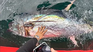 Boater Runs Over our $10,000 FISH (Commercial Bluefin Tuna Fishing)