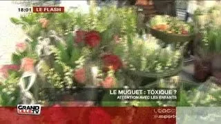 Le muguet: toxique?