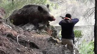 Этот кабан убивал людей, оставаясь неуязвимым много лет, причина выяснилась только после его смерти