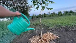Скільки і як поливати дерево грецького горіха?