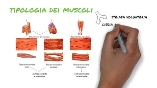 11.  Apparato muscolo scheletrico