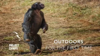 Chimps Go Outdoors for the First Time!