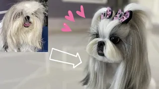 Goodbye to my beautiful hair !!! shihtzu grooming ☆ World´s most beautiful shihtzu!