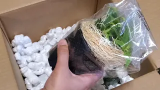 HOUSE PLANTS UNBOXING!!! Review-January 2021 new year gift for me/Plant Collective Store