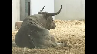 Toros San Fermín 2023 (Corralillos del Gas) Pamplona