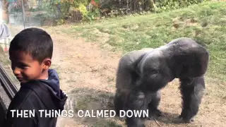 Omaha Zoo - Gorilla Whisperer