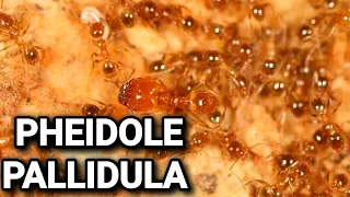 Обзор муравьёв Pheidole pallidula. #МуравьиЯрославль