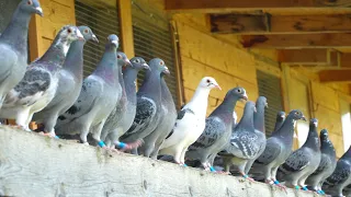 A Day in the Life of Young Racing Pigeons