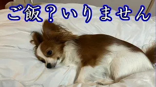 【ココグルメ】エサを食べなくなってしまった愛犬に救いの手が？