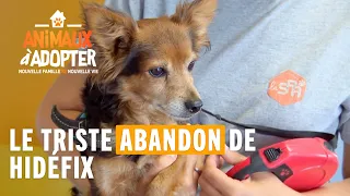 Le triste abandon de Hidéfix - Animaux À Adopter