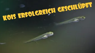 Koi züchten - Kois schlüpfen