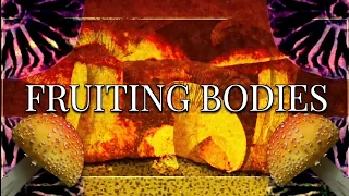 [R.I.P ft. Gumi] Fruiting Bodies //Sub. español//