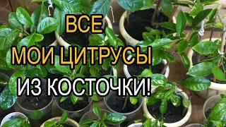 Лимоны из косточки.Полный обзор цитрусов из косточки