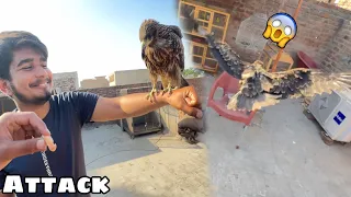 Eagle Ko Hand Tame Kia Lakin Attack Kar Dia 😨|| Dangerous 🦅