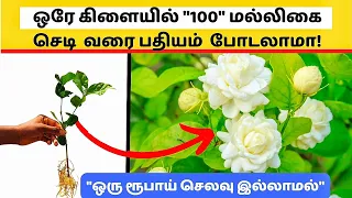 🌱15 நாளில் மல்லிகை செடி பதியம் ரெடி சின்ன கிளை மட்டும் போதும் | Jasmine Plant | Gardening Tips Tamil