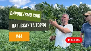 Вирощуємо 🚜 сою  на пісках та торфі. Технологія від Дробязко.