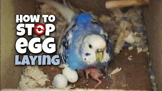 How to Stop Budgie From Laying More Eggs