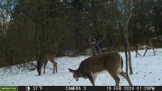 04/16/2024: Trail Cam Captures #28: 02/19/2024 Oh, Deer!