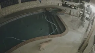 Mountain lion chases family dog