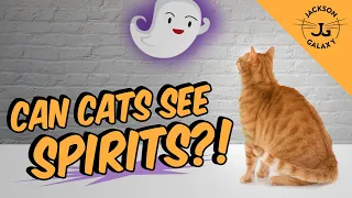 Can Cats See Spirits, Ghosts, or the Supernatural?