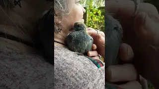 Baby Pigeon