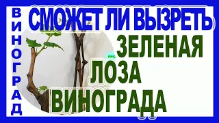 🍇 Как вызревает лоза винограда, если болезни или мороз сожрали все листья.