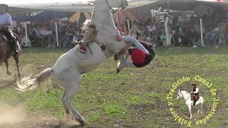 jineteada el Solar programa Nº 591 #caballos #jinete #charreada #jaripeo #rodeo#Cowboy #horse video