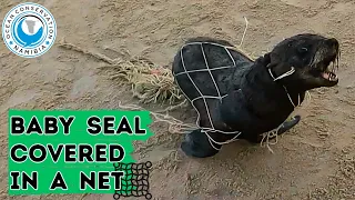 Baby Seal Covered In A Net