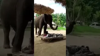 The amazing elephant talent | THE TALENT |