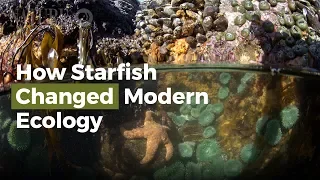 How Starfish Changed Modern Ecology