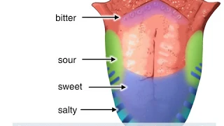 Вкусовые рецепторы языка. Почему мы чувствуем вкус?