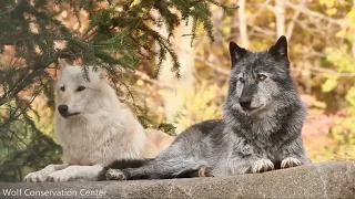 Wolf Howling Compilation