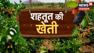 Mulberry Cultivation | कम लागत में शहतूत की खेती है लाभकारी, जानिए रेशम कीट पालन ? Annadata