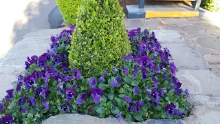 Carnival of Flowers Laurel Bank Park Toowoomba 2021